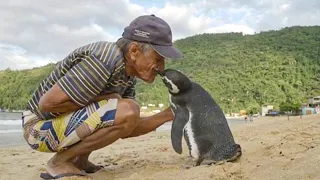 THIS PENGUIN SWIMS 2,000 MILES EVERY YEAR TO MEET HIS RESCUER