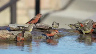 Red Crossbills