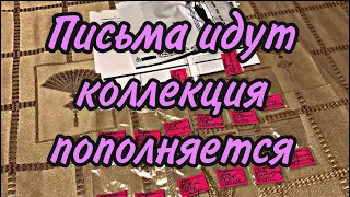 Обзор от коллекционера семян томатов и сладкого перца