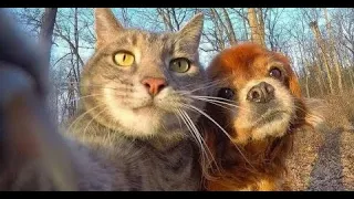 Смешные животные - Восхитительные коты и собаки 2022