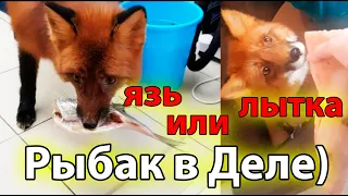 Рыбалка Лисы на Язя и Свиные Копыта - что Выберет??? - Жизнь с Лисой / MIKI THE FOX