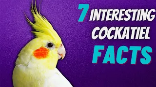 7 Interesting Cockatiel Facts