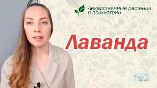 Лаванда: тревожные расстройства, нарушения сна  l №2 Лекарственные растения в психиатрии