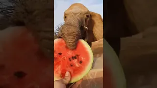 Elephant eating watermelon {WILD LIFE} #shorts #discoveranimal #wildlife#animalplanet #animals