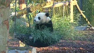 Первая панда, родившаяся в бельгийском зоопарке, повзрослела  (новости)