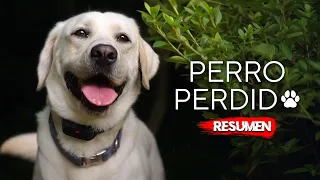 🐕 PERRO PERDIDO debe ser encontrado o MU3RE | Resumen en 10 Minutos