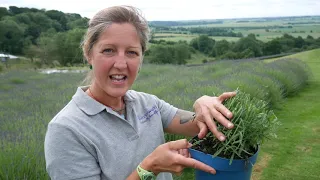 How to treat Lavender in Humidity: Top Tips!! - Lavender World