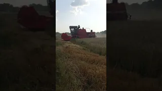 Massey Ferguson 440 уборка  пшениці  (17.07.2021)