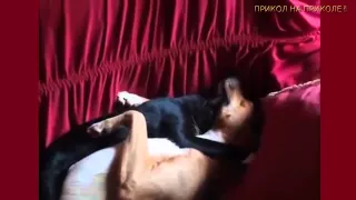 Кошки и Собаки Приколы  Учитесь люди как надо нежиться!)) Funny Animals