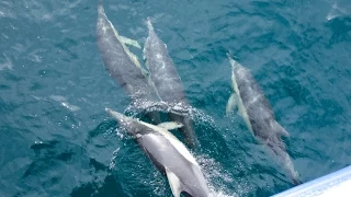 Delfiinejä bongaamassa Sydneyssä by Matkakuume.net | ParisRio Travel Channel