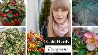 Best Frost Hardy Plants For Your Container Garden