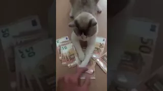 Diese Katze hat geld