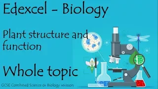 The whole of Edexcel PLANTS STRUCTURE + FUNCTION. GCSE biology combined science revision for paper 2