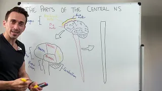 Overview of the Central Nervous System (CNS)