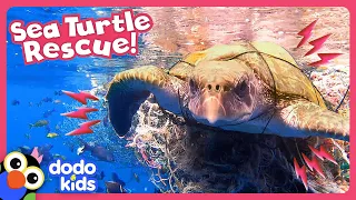 Can Anyone Untangle This Sea Turtle From A Fishing Net? | Dodo Kids | Rescued!