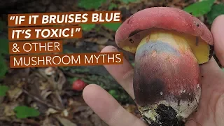 "If It Bruises Blue, It's Toxic!" — And Other Mushroom Myths