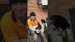 PATRIC THE ROOK A TAME WILD BIRD BEING FED BY HAND