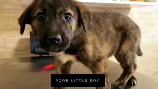 Rescue Little Puppy was Hit by Car Then Left Alone On Street