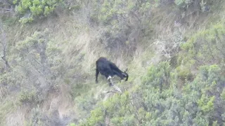 6mm Creedmoor Vs feral goat. Hunting in NZ. Vapour trail and kill shot caught on camera in slow mo!