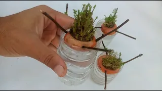 Best Method For Growing Carrots From Discarded Stems Super Fast, Efficient, High Yield