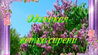 Ветка сирени. Красивое видео