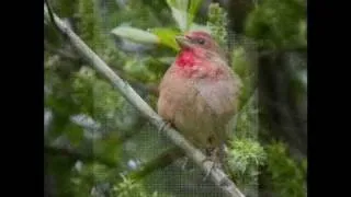 Голоса птиц-Обыкновенная чечевица ( Carpodacus erythrinus)