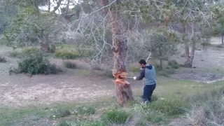 The woodcutter vs red wood pine. Full axe