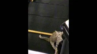 Cat's legs got stuck on a moving escalator.