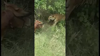 #shorts #viral #tigerattack