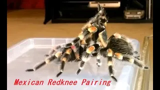 Breeding a pair of Brachypelma Hamorii Mexican Red Knee Tarantula