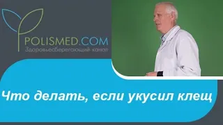 Что делать, если укусил клещ: первая помощь, обработка места укуса