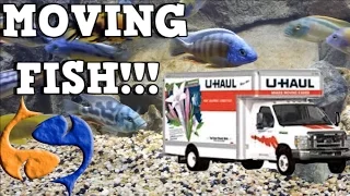 Moving Fish To Your New Home! Tank Talk Presented by KGTropicals!
