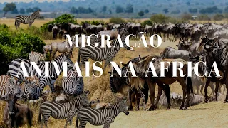 A maior MIGRAÇÃO  de mamíferos da TERRA  | Migração de ANIMAIS  na africa | Naturez Viva
