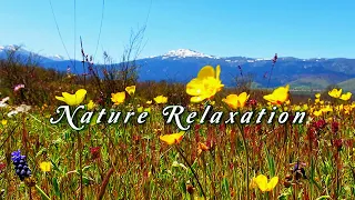 ☀️ BEGIN YOUR DAY with Healing Nature Meditation 🌼 8h Flowery Meadow with Amazing Sounds of SPRING