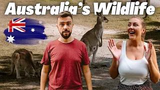 We found Australia's Wildlife beyond Brisbane | VLOG #96