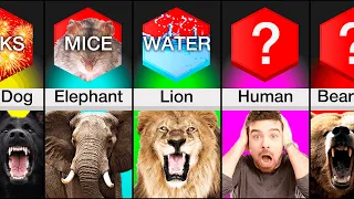 Comparison: Animals And Their Weaknesses