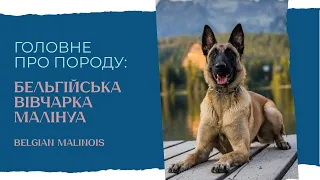 Головне про породу: Малінуа. Характеристики породи Belgian Malinois #породисобак #belgianmalinois