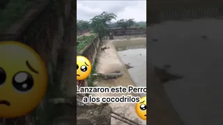 Lanzaron este perro a los cocodrilos para una apuesta, Uno aposto que no duraba vivo 5 minutos