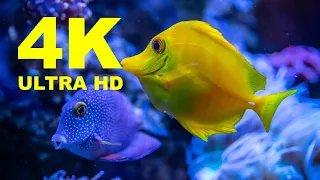 Ocean Океан- 4K 60fps Video HDR (ULTRA HD)