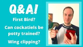 Q & A 2: First Bird? Can Cockatiels Be Potty Trained? Wing Clipping? | TheParrotTeacher