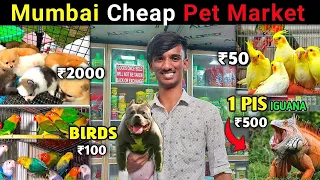 Mumbai's Cheap Pet 🐩 Market 2023 || Exotic Pet Market || Mumbai Pet Market || Nawaz Shaikh NS Vlog