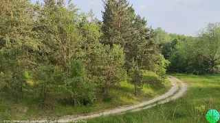 Пение птиц в лесу вернет душевное равновесие и чувство радости/Звуки природы/Sounds of nature/Relax