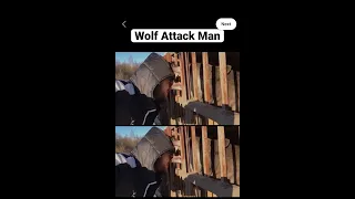 Wolf Attack Man #wolfattact #shorts
