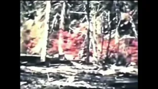 Patterson/Gimlin film full video