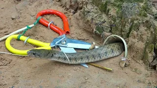 Easy Snake Trap Creative Method DIY Snake Trap Using Cuter That Work 100