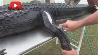 How to skin out an alligator? - طريقة سلخ جلد التمساح