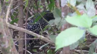 Canto da borralhara assobiadora