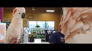 Hilarious Cockatoos Meet Each Other In Pet Store