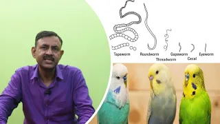 पक्षियों में पेट के कीड़ो की दवा कब और कैसे देनी चाहिए || Deworming in Birds || Dr Nagender Yadav