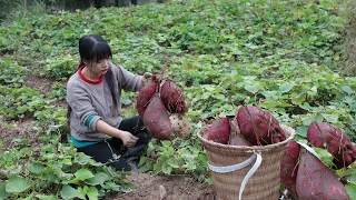 【二米炊烟】Sweet Potato 一個視頻集齊紅薯的全部吃法！酸辣粉、烤苕皮、紅薯干、小酥肉...